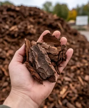 Kiefernrindenmulch in der Hand