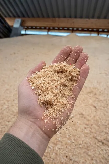 Sägespäne in der Hand